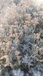 Jacobaea maritima, silver ragwort dried flowers 
