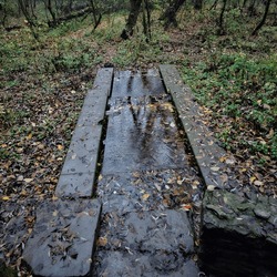 A stone path through a forest