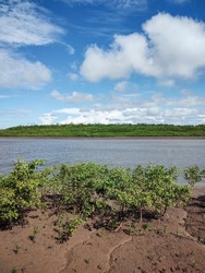 Beautiful view to green mangrove vegetation in the Parnaiba River Delta, Maranhão State, Brazil