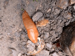 Orange slug. A pest for agro-industry. An omnivorous orange slug moves on the ground, top view.