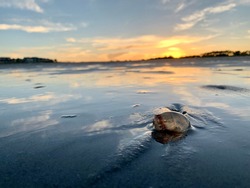 Stranded Jellyfish washed up on the sand as the sun sets in the background on Hilton Head Island’s Burke Beach.