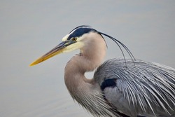 A Great Blue Heron standing in the water.