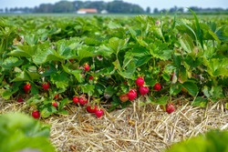 New harvest of sweet fresh outdoor red strawberry, growing outside in soil, rows with ripe tasty strawberries