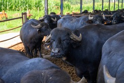 Buffalo mozzarella, ricotta, scamorza  cheese farm in Campania, Italy with livestock of black mediterranean Buffalo breeds