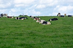 Herd of cows resting on green grass pasture, milk, cheese and meat production in Normandy, France