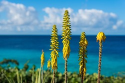 Blossoming, yellow flowers aloe-Vera plant and blue sea, Curacao island, Caribbean