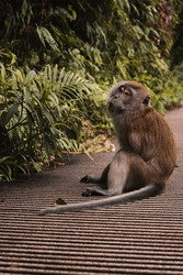 sitting monkey on the pavement 