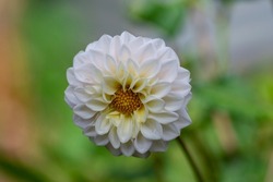 'Boom Boom White' Ball Dahlia produces compact round white flowers. This dahlia is easy to grow and blooms with 3