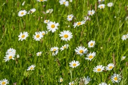Close-up of a beautiful summer meadow with a lot of white yellow daisies - summer background