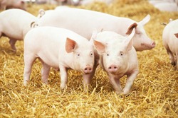 two young piglet on hay and straw at pig breeding farm