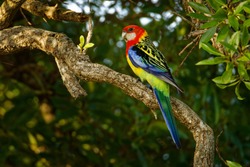 Eastern rosella - Platycercus eximius  is a rosella native to southeast of the Australian continent and to Tasmania, introduced to New Zealand, feral populations are found in the North Island.