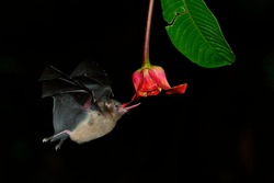 Pallas long-tongued bat (Glossophaga soricina)  South and Central American bat with a fast metabolism that feeds on nectar, flying bat in the night, feeding on the blossom.