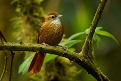 Ruddy Treerunner - Margarornis rubiginosus a passerine forest bird which is endemic to the highlands of Costa Rica and western Panama, rufous brown bird on the trunk.