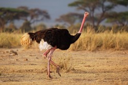 Common Ostrich - Struthio camelus is a species of flightless bird native to large areas of Africa , the largest living bird, long strong red legs, long neck, small head, big bird in savannah.