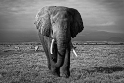 African Bush Elephant - Loxodonta africana lonely elephant walking in savannah of the Amboseli park under Kilimanjaro in the afternoon, dust bath, close up portrait, black and white.