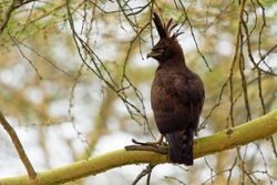 Long-crested eagle - Lophaetus occipitalis African bird of prey in family Accipitridae, dark brown bird with long shaggy crest sitting on the branch, forest edges and moist woodland near to grassland.