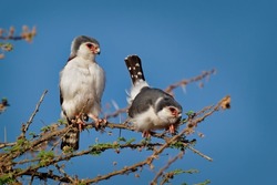 Pygmy Falcon - Polihierax semitorquatus or African falcon bird native to Africa, smallest raptor on the continent, prey on reptiles and insects, rodents, nest in white-headed buffalo weaver.