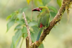 Crimson-rumped Toucanet - Aulacorhynchus haematopygus  bird in Ramphastidae found in humid Andean forests in Ecuador, Colombia and Venezuela, green plumage, maroon-red rump.