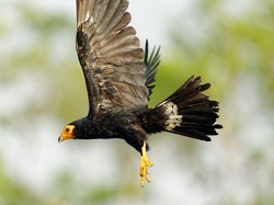 Black Caracara - Daptrius ater bird of prey in Falconidae found in Amazonian and French Guiana lowlands along rivers. Dark black bird with the yellow to orange head and beak with legs. 