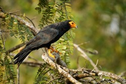 Black Caracara - Daptrius ater bird of prey in Falconidae found in Amazonian and French Guiana lowlands along rivers. Dark black bird with the yellow to orange head and beak with legs. 