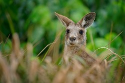 Eastern Grey Kangaroo (Macropus giganteus) on  meadow, very cute animal with baby with green background, australian wildlife, queensland, Brisbane, brown pouched mammal, marsupial.