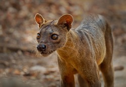 Fossa - Cryptoprocta ferox long-tailed mammal endemic to Madagascar, family Eupleridae, related to the Malagasy civet, the largest mammalian carnivore and top or apex predator on Madagascar. Portrait.