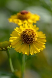 Helenium autumnale common sneezeweed in bloom, bunch of yellow flowers, high shrub with leaves, two flowering flowerheads on green background