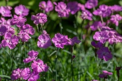 Dianthus caryophyllus carnation clove pink light violet flowers in bloom, cultivated flowering plants during summer season