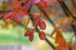 amelanchier lamarckii shadbush colorful autumnal shrub branches full of beautiful red orange yellow leaves in fall sunlight