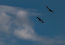 Flying crow black silhouette with dark blue sky