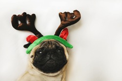 Pug dog with Christmas horns on white