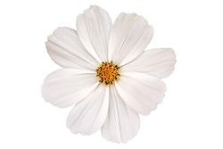 Cosmos flowers blooming on white background