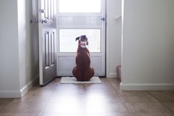 Boxer canine looks through screen door while waiting for something.