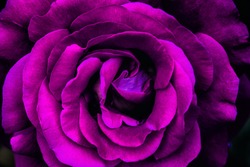 center of purple violet wild huge beautiful rose flower macro blossom