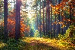 Amazing autumn forest in morning sunlight. Red and yellow leaves on trees in woodland. Golden forest landscape.