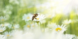 Daisies in the sunlight with a bee on a blooming flower