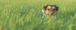 Small cute Jack Russell terrier hiding in high grass.  Cheeky dog stretches his head out of the grass