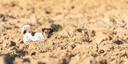cute dog is looking on an field. Jack Russell Terrier is 4 years old 