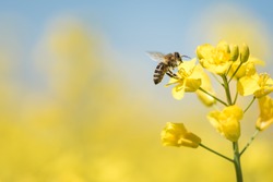 Honey Bee collecting pollen on yellow rape flower against blue sky