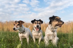 Three dogs sitting in the evening in front of a cereal field - jack russell terrier