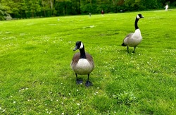 Cute couple po birds, a walk to the park and meeting with Canadian goose , geese 