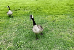 Cute Canadian goose, geese in the spring park in Ostend, Belgium Europe 