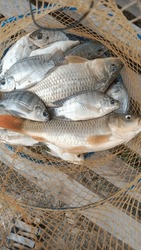 fish from fishing in ponds, carp and tilapia the most