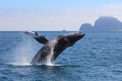 Humpback Whale breaching Kenai Fjords National Park Alaska