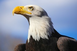 Bald eagle horizontal profile