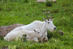 Two mountain goats mother and kid in green alpine meadow with grass and flowers Glacier National Park, Montana