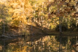 Autumn maple branch in focus in the foreground with yellow foliage and trees reflecting in dark hollow of Big Ridge Lake in the blurred background. 