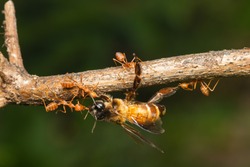 weaver red ants teamwork carrying dead bee on plant