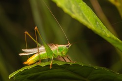 male katydid rubbing its wings to building sound