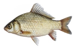 Isolated crucian carp, a kind of fish from the side. Live fish with flowing fins. River fish